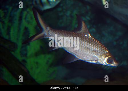 Requin bala, requin argenté ou requin tricolore (Balantiocheilos melanopterus) Banque D'Images