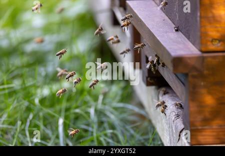 Essaims d'abeilles à l'entrée de la ruche dans une abeille à miel fortement peuplée, volant dans l'air du printemps Banque D'Images