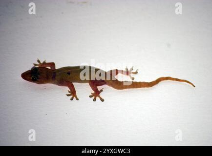 Le gecko de maison commune (Hemidactylus frenatus) il est également connu sous le nom de gecko de maison asiatique, gecko de maison du Pacifique, gecko de mur, lézard de maison ou lézard de lune Banque D'Images