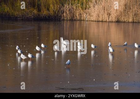 Londres, Royaume-Uni. 22 janvier 2023. Les mouettes se dressent sur le lac gelé de St James's Park alors que les températures chutent dans la capitale. Crédit : Vuk Valcic/Alamy Banque D'Images