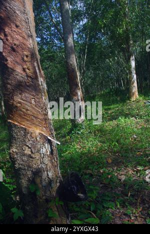 Hevea brasiliensis, l'arbre de caoutchouc Pará, l'arbre de sharinga, seringueira, ou le plus souvent, l'arbre de caoutchouc ou la plante de caoutchouc Banque D'Images