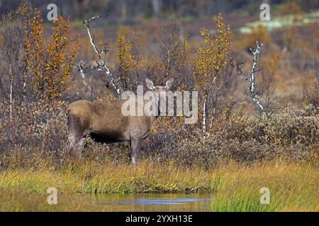 Orignal / élan (Alces alces), femelle adulte / vache sur la taïga en automne / automne, Suède, Scandinavie Banque D'Images