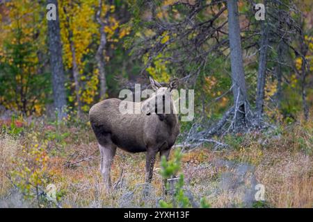 Orignal / élan (Alces alces), femelle adulte / vache sur la taïga en automne / automne, Suède, Scandinavie Banque D'Images