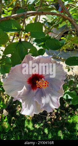 Cette photo capture une superbe fleur d'hibiscus lilas en pleine floraison. Banque D'Images