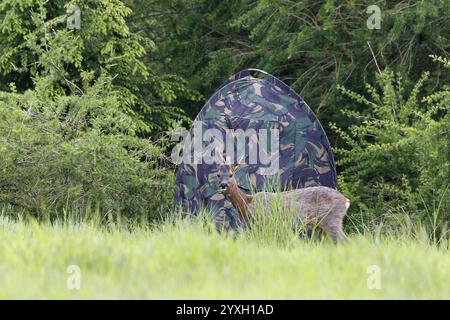 Roe Deer passant devant la peau Banque D'Images