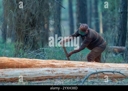 Un ouvrier forestier coupe un arbre dans la forêt Banque D'Images