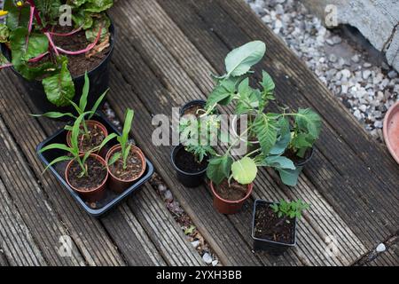 Jeunes plants de légumes poussant dans des pots sur une terrasse en bois, prêts à être plantés dans un jardin à Hastings, East Sussex, Angleterre. Banque D'Images