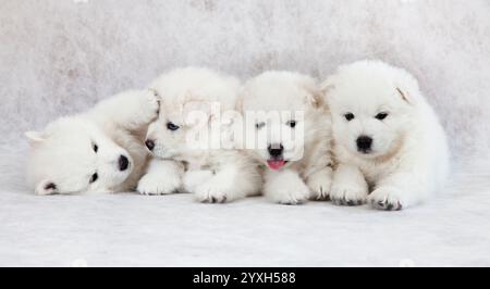 Portrait de chiots Samoyed d'un mois Banque D'Images