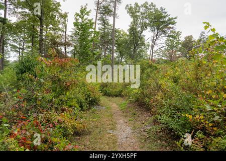 À la fin de l'été, les arbustes sumac ajoutent une touche de rouge à la Beaver Pond Trail dans la réserve nationale de Little River Canyon en Alabama. Banque D'Images