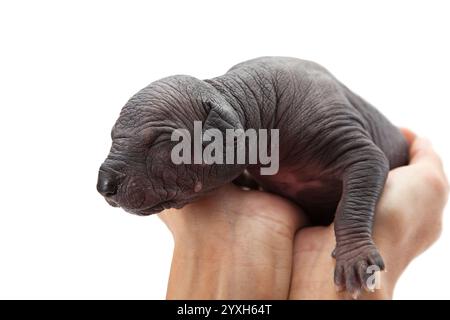 Mexicain xoloitzcuintle chiot nouveau-né dans les mains de la femme devant le fond blanc Banque D'Images