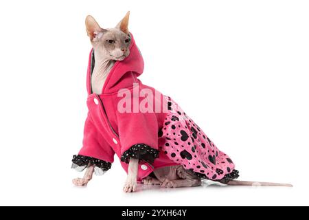 Photo studio d'un chat Don Sphinx habillé avec une veste devant un fond blanc Banque D'Images