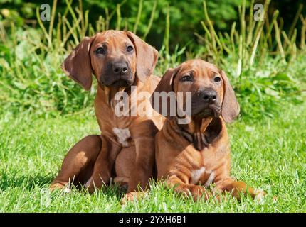 Deux chiots Rhodesian Ridgeback couchés sur l'herbe Banque D'Images