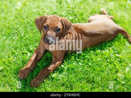 Chiot Rhodesian Ridgeback de race pure de deux mois couché sur l'herbe Banque D'Images