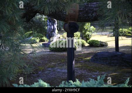 Technique japonaise traditionnelle de soutien du pin Yuki-tsuri sur le terrain du jardin Ninomaru à Nijō-jō, Kyoto Japon. Banque D'Images