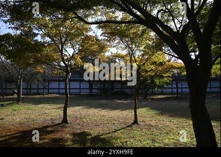 Feuilles d'automne dans les jardins de Ninomaru sur le terrain du château de Nijō-jō à Kyoto, au Japon. Banque D'Images