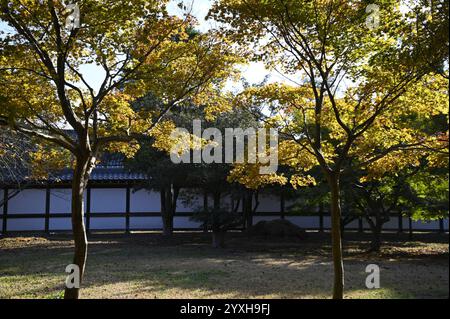 Feuilles d'automne dans les jardins de Ninomaru sur le terrain du château de Nijō-jō à Kyoto, au Japon. Banque D'Images