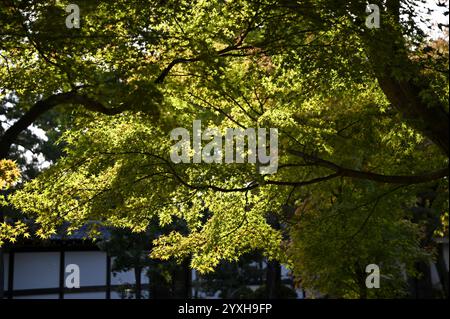 Feuilles d'automne dans les jardins de Ninomaru sur le terrain du château de Nijō-jō à Kyoto, au Japon. Banque D'Images