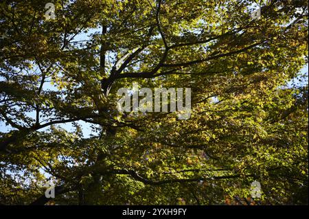 Feuilles d'automne dans les jardins de Ninomaru sur le terrain du château de Nijō-jō à Kyoto, au Japon. Banque D'Images