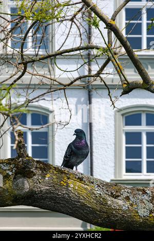 Stadttaube auf einem Baumât Eine Stadttaube sitzt auf dem AST eines baumes, Uferpromenade Überlingen, Baden-Württemberg, Deutschland. Banque D'Images