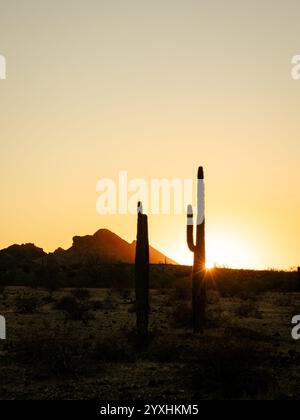 Coucher de soleil Sunstar avec silhouette saguaro cactus et Saddle Mountain en arrière-plan. Banque D'Images