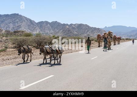 Caravane de chameaux transportant du sel de la dépression de Danakil dans le nord de l'Ethiopie Banque D'Images