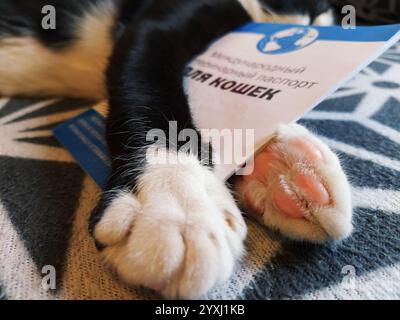 Moscou, Russie, 17 novembre 2020. Inscription - passeport vétérinaire international pour chats. Le museau et les pattes d'un chat noir et blanc. Documenter Banque D'Images