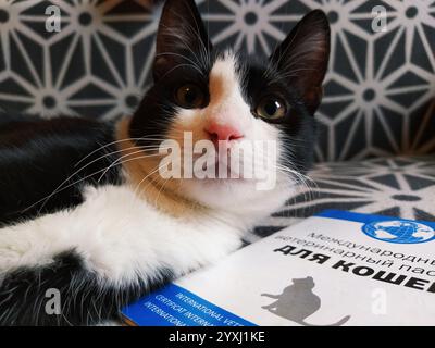 Moscou, Russie, 17 novembre 2020. Inscription - passeport vétérinaire international pour chats. Le museau et les pattes d'un chat noir et blanc. Documenter Banque D'Images