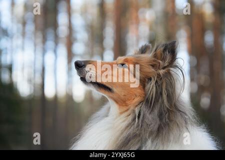 Un chien Collie renifle un arbre couvert de mousse dans une forêt hivernale sereine. La curiosité et le pelage moelleux du chien se démarquent sur le fond enneigé. Banque D'Images