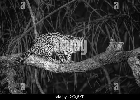 Ocelot debout sur une grande branche d'arbre la nuit dans le Pantanal - noir et blanc Banque D'Images