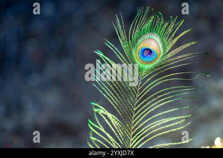 Plume de paon avec de nombreuses couleurs vives avec beaucoup de vert vu en gros plan Banque D'Images
