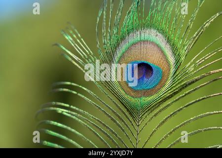 Plume de paon avec de nombreuses couleurs vives avec beaucoup de vert vu en gros plan Banque D'Images