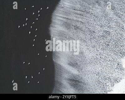 Un troupeau de goélands est assis sur la plage en Californie du Nord tandis que les vagues se répandent sur le sable noir de la Lost Coast, dans la nature sauvage de Kings Range. Une vue de drone. Banque D'Images