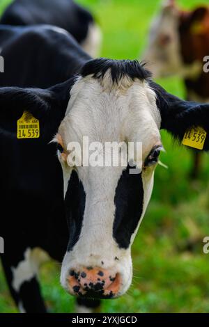 Vache sur un pâturage d'été. Troupeau de vaches paissant dans les Alpes. Vaches Holstein, Jersey, Angus, Hereford, Charolais, Limousin, Simmental, Guernesey, Ayrshire Banque D'Images