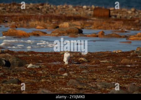 Arctic fox walking and staring on a colourful red tundra during moult season from grey summer fur to winter white coat Banque D'Images