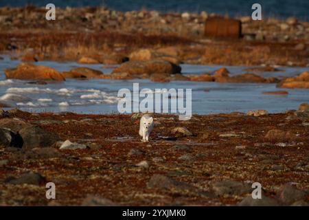 Renard arctique marchant et regardant une toundra rouge colorée pendant la saison de mue, de la fourrure grise d'été au manteau blanc d'hiver Banque D'Images