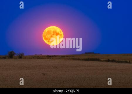 La Super Blue Moon se lève au-dessus d'un champ de blé dans le sud de l'Alberta, Canada. Banque D'Images