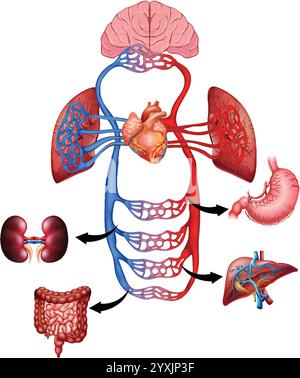 Illustration du cœur, du cerveau et des organes majeurs Illustration de Vecteur