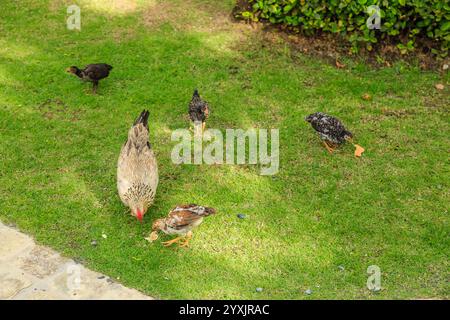 Un groupe de poulets mange de l'herbe dans une cour. Les poulets sont de tailles et de couleurs différentes, certains étant bruns et d'autres noirs. Le scen Banque D'Images