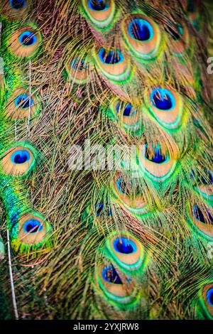 Gros plan sur les plumes d'un paon, mettant en valeur les couleurs vives du vert, du bleu et du jaune. Les plumes sont disposées de manière à mettre en valeur leurs Banque D'Images