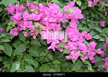 Cultivar 'Great Bougainvillea' (Bougainvillea spectabilis) aux bractées rose foncé. Banque D'Images