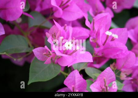 Cultivar 'Great Bougainvillea' (Bougainvillea spectabilis) aux bractées rose foncé. Banque D'Images