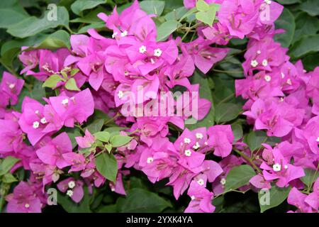 Cultivar 'Great Bougainvillea' (Bougainvillea spectabilis) aux bractées rose foncé. Banque D'Images