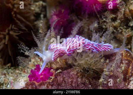 Nudibranche de corail (Phyllodesmium horridum) vue latérale de cette limace de mer violette vibrante sur le récif Banque D'Images