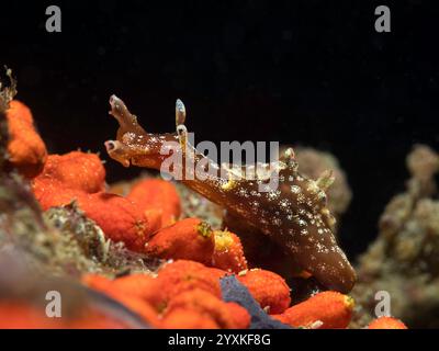 Lièvre de mer nain (Aplysia parvula) limace de mer avec un corps brun et des taches sous l'eau se déplaçant au-dessus du récif Banque D'Images