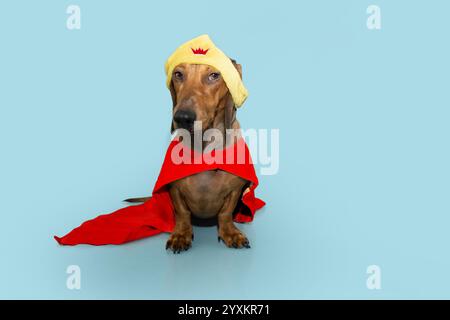 Chien chiot Teckel portrait célébrant le carnaval, halloween ou nouvel an portant un costume de héros rouge. Isolé sur fond pastel bleu Banque D'Images