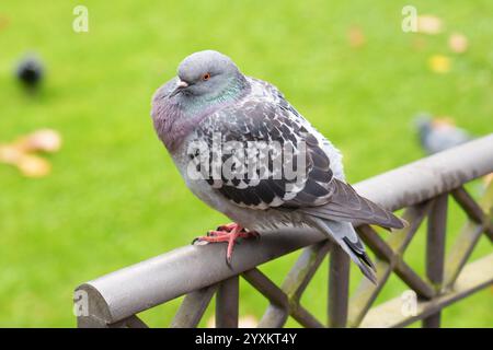 Vue rapprochée du pigeon perché sur une clôture métallique avec de l'herbe verte vibrante en arrière-plan Banque D'Images