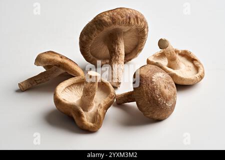 Champignons shiitake mise au point empilée avec chemin de détourage inclus, prise de vue en studio isolée sur fond blanc Banque D'Images