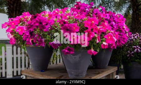 Les fleurs de pétunia sont appréciées pour leurs couleurs vibrantes, leurs fleurs en forme de trompette et leur beauté durable. Banque D'Images