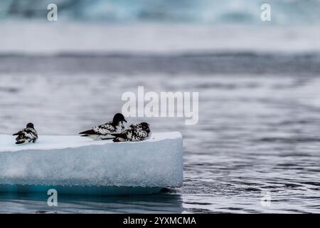 Gros plan de quatre Cape Petrels - Daption capense- reposant sur un iceberg près de l'île de Danco, sur la péninsule Antarctique Banque D'Images