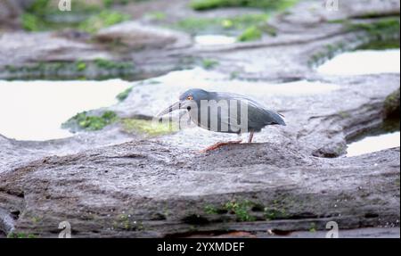 Lave ou héron Galápagos (Butorides sundevalli) se nourrissant sur l'estran Banque D'Images